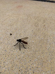 Archilestris magnificus