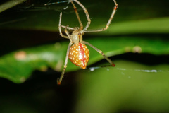 Thwaitesia margaritifera