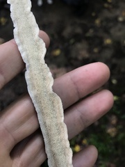 Byssomerulius corium