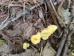 Cudoniaceae