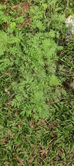 Mimosa diplotricha