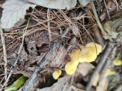 Cudoniaceae
