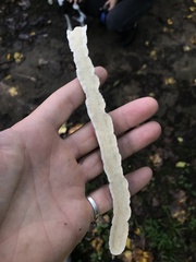 Byssomerulius corium