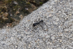Messor aciculatus
