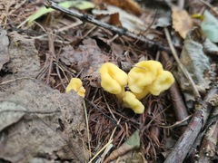 Cudoniaceae