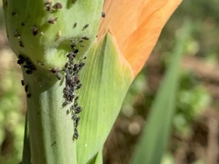 Aphis fabae