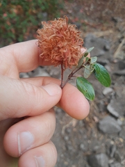 Asphondylia ceanothi