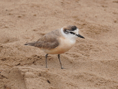 Charadrius marginatus marginatus