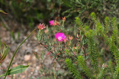 Lampranthus algoensis