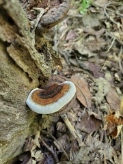 Ganoderma lobatum