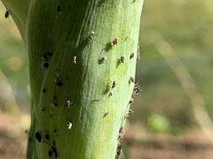 Aphis fabae