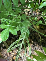 Woodwardia areolata