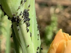 Aphis fabae