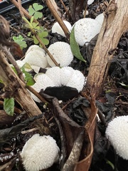 Lycoperdon curtisii