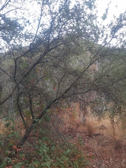 Asphondylia ceanothi