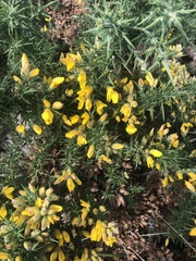 Ulex europaeus