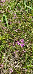 Lespedeza procumbens