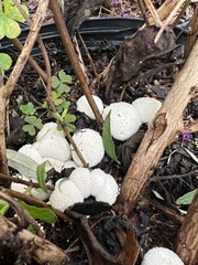Lycoperdon curtisii