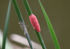 Pomacea canaliculata