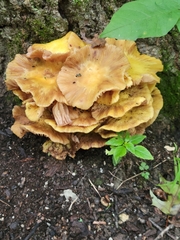 Gerronema strombodes