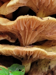 Gerronema strombodes