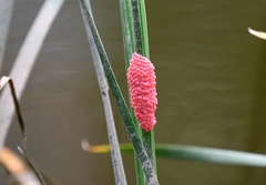 Pomacea canaliculata