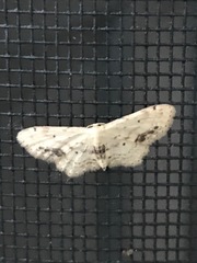 Idaea dimidiata
