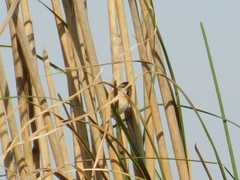 Schoeniophylax phryganophilus