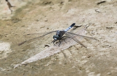 Orthetrum albistylum