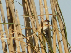 Schoeniophylax phryganophilus