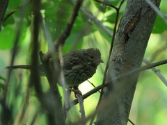 Emberiza spodocephala