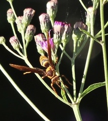 Polistes major major