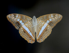 Adelpha corcyra