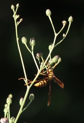 Polistes major major