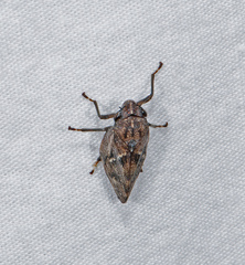 Aphrophora cribrata