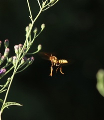 Polistes major major