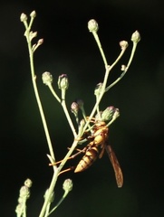 Polistes major major