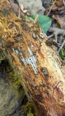 Henningsomyces candidus