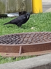 Corvidae