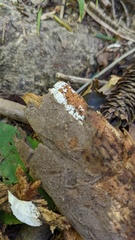 Henningsomyces candidus