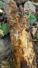 Henningsomyces candidus