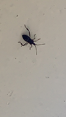 Leptoglossus occidentalis