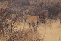 Tragelaphus oryx oryx