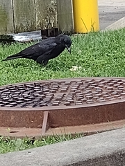 Corvidae