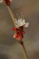 Eriogonum wrightii subscaposum