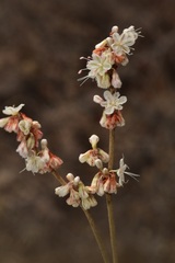 Eriogonum wrightii subscaposum