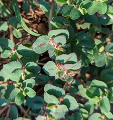 Euphorbia velleriflora