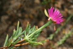 Lampranthus algoensis