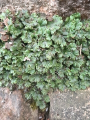 Marchantia polymorpha ruderalis
