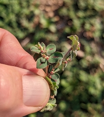 Euphorbia velleriflora